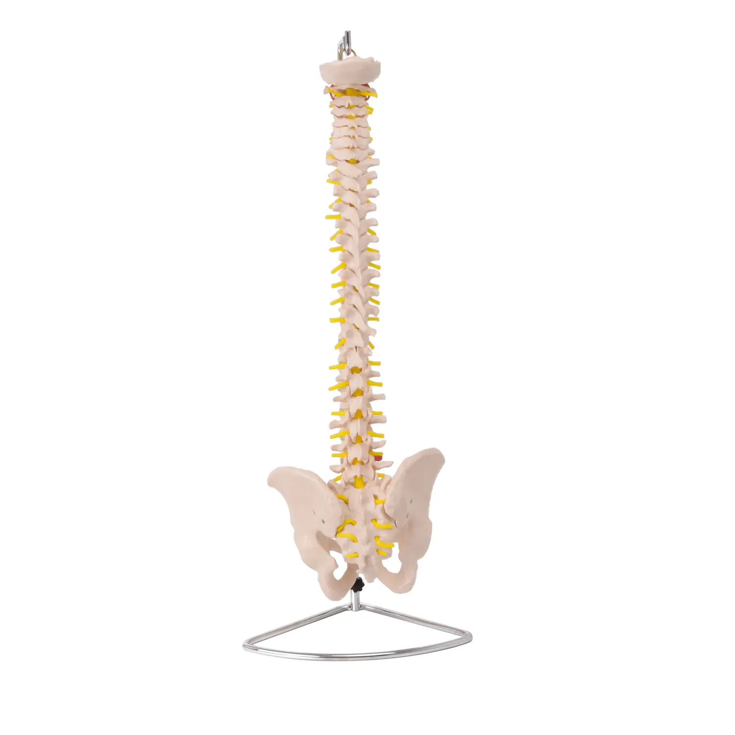 Model ľudskej chrbtice s panvou – anatomická pomôcka